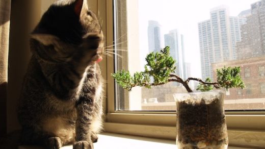 pires commentaires de blog