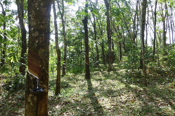 plantation hevea sri lanka